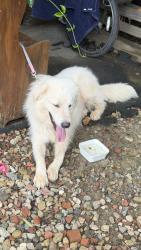 Lost Unknown Dog last seen Near Denny rd Greensboro nc 27405, Greensboro, NC 27405