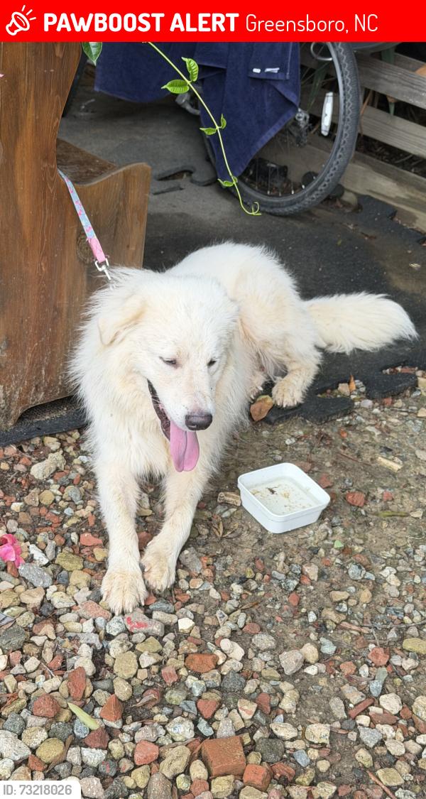Lost Unknown Dog last seen Near Denny rd Greensboro nc 27405, Greensboro, NC 27405