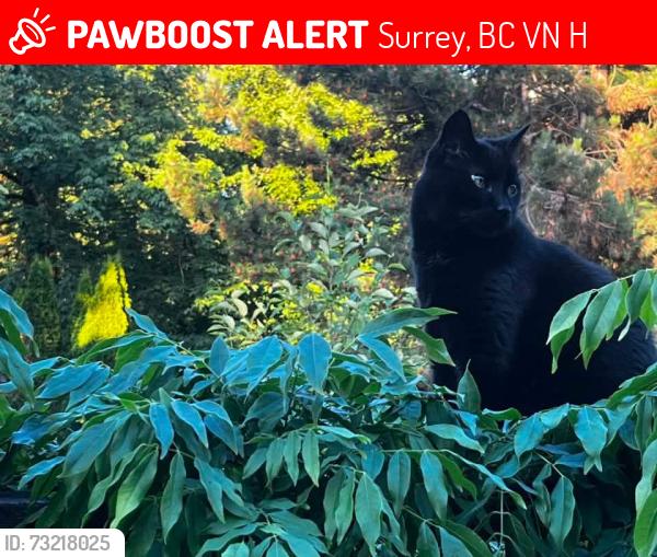 Lost Female Cat last seen 173a st and 94 ave Surrey, Surrey, BC V4N 6H6