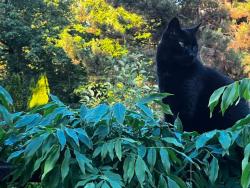 Lost Female Cat last seen 173a st and 94 ave Surrey, Surrey, BC V4N 6H6