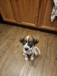 Found/Stray Female Dog last seen Mall, Lubbock, TX 79414