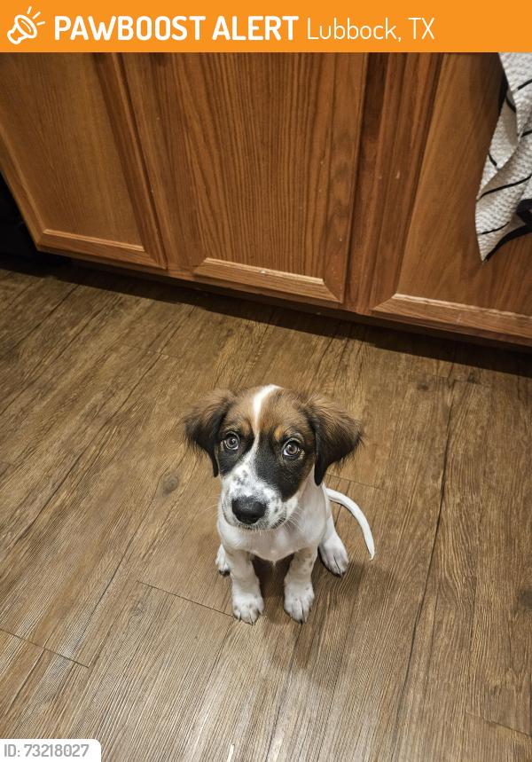 Found/Stray Female Dog last seen Mall, Lubbock, TX 79414