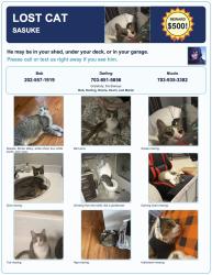 Reunited Male Cat last seen Near Desert Forest Drive, Ashburn, Virginia, Ashburn, VA 20147