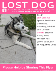 Lost Male Dog last seen Furby st at Cumberland, Winnipeg, MB R3B 2W1
