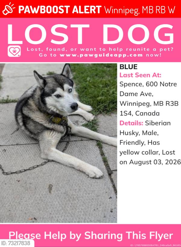 Lost Male Dog last seen Furby st at Cumberland, Winnipeg, MB R3B 2W1