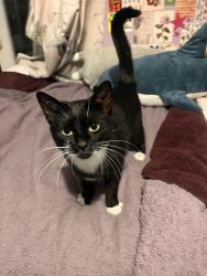 Lost Female Cat last seen Otterden street SE6, Greater London, England SE6 3SJ