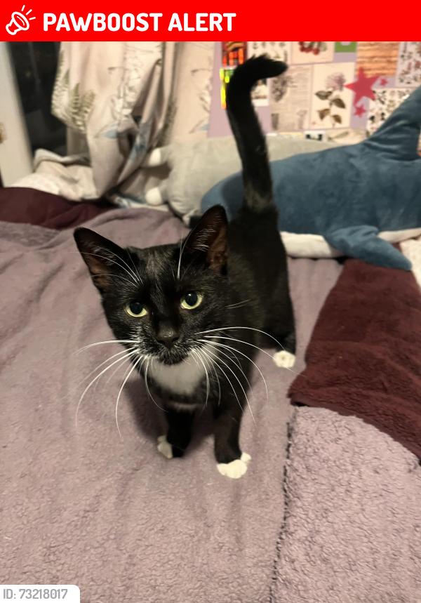 Lost Female Cat last seen Otterden street SE6, Greater London, England SE6 3SJ