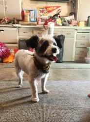 Lost Male Dog last seen Near N Oak Tfwy, Kansas City, MO 64116