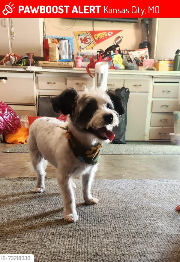 Lost Male Dog last seen Near N Oak Tfwy, Kansas City, MO 64116