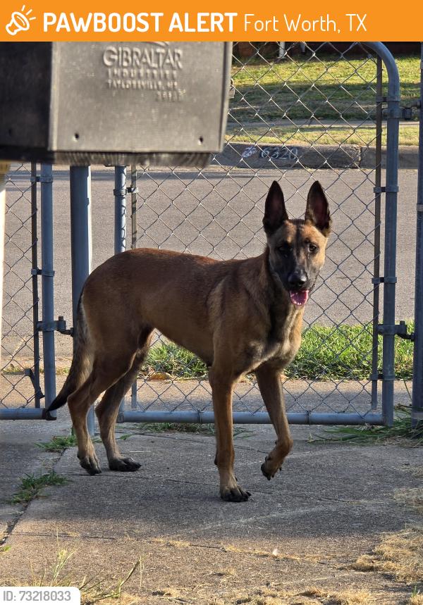Found/Stray Female Dog last seen Highland lake and Johns Way, Fort Worth, TX 76135