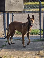 Found/Stray Female Dog last seen Highland lake and Johns Way, Fort Worth, TX 76135