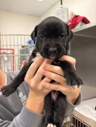 Shelter Stray Female Dog last seen HSMSC parking lot, Shelby County,, 935 Farm Rd, Memphis, TN 38134, USA