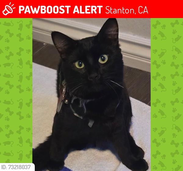 Lost Male Cat last seen Near beach blvd and orangewood Ave we are staying at the Dixie motel, Stanton, CA 90680