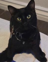 Lost Male Cat last seen Near beach blvd and orangewood Ave we are staying at the Dixie motel, Stanton, CA 90680