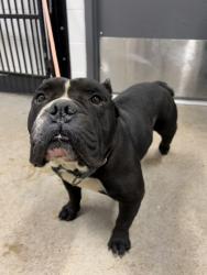 Shelter Stray Male Dog last seen Near Shawnee, 5th District, OH, 9203 Detroit Ave, Cleveland, OH 44102, USA