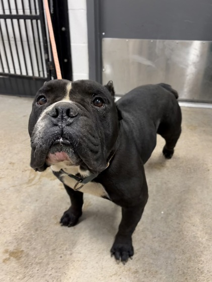 Shelter Stray Male Dog last seen Near Shawnee, 5th District, OH, 9203 Detroit Ave, Cleveland, OH 44102, USA
