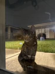Found/Stray Female Cat last seen Oak Park and 64th Chicago 60638, Chicago, IL 60638