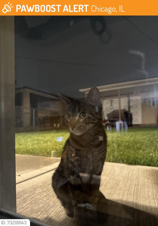 Found/Stray Female Cat last seen Oak Park and 64th Chicago 60638, Chicago, IL 60638