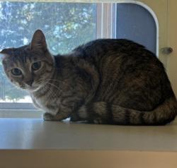 Shelter Stray Unknown Cat last seen Near Belaire Circle Atlanta Georgia 30340, 30340, GA, 3280 Chamblee Dunwoody Rd, Chamblee, GA 30341, USA