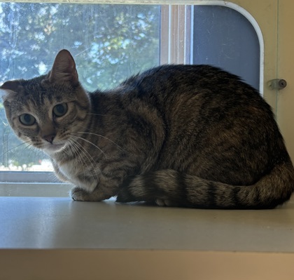 Shelter Stray Unknown Cat last seen Near Belaire Circle Atlanta Georgia 30340, 30340, GA, 3280 Chamblee Dunwoody Rd, Chamblee, GA 30341, USA