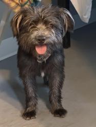 Found/Stray Female Dog last seen Commercial ave and 97th, Chicago, IL 60617