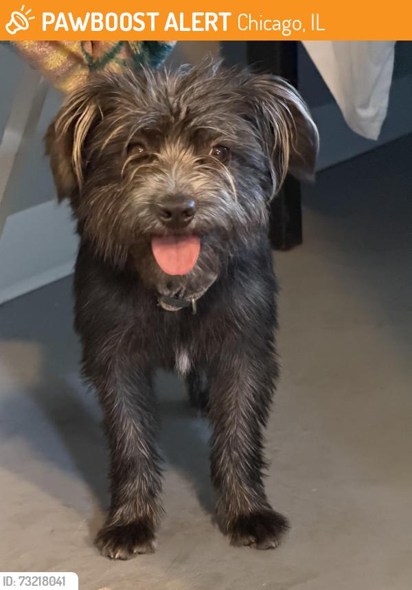Found/Stray Female Dog last seen Commercial ave and 97th, Chicago, IL 60617