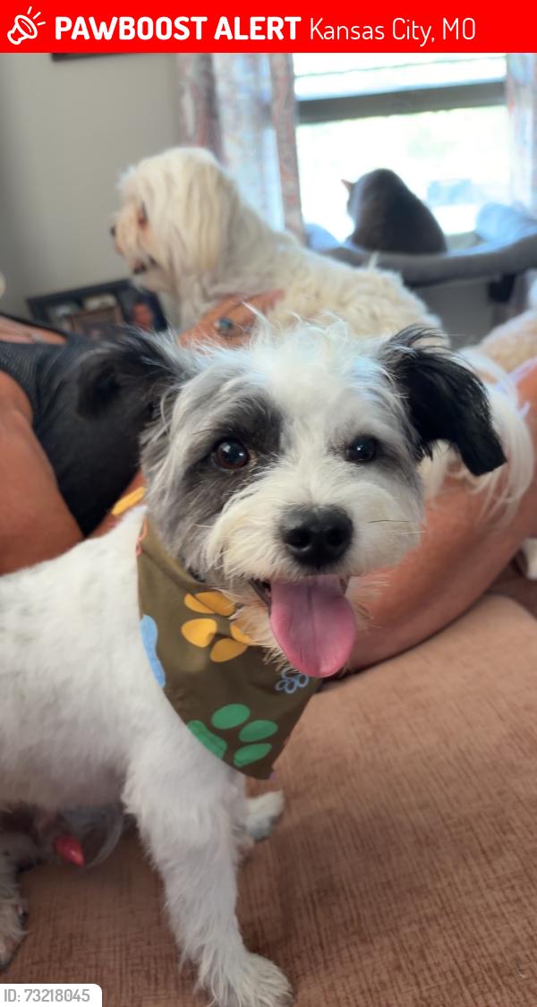 Lost Male Dog last seen Holmes and 43rd, Kansas City, MO 64116