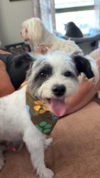Lost Male Dog last seen Holmes and 43rd, Kansas City, MO 64116