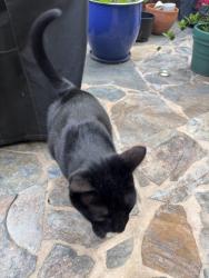 Reunited Unknown Cat last seen Near Pullman Lane Redondo Beach, Redondo Beach, CA 90278