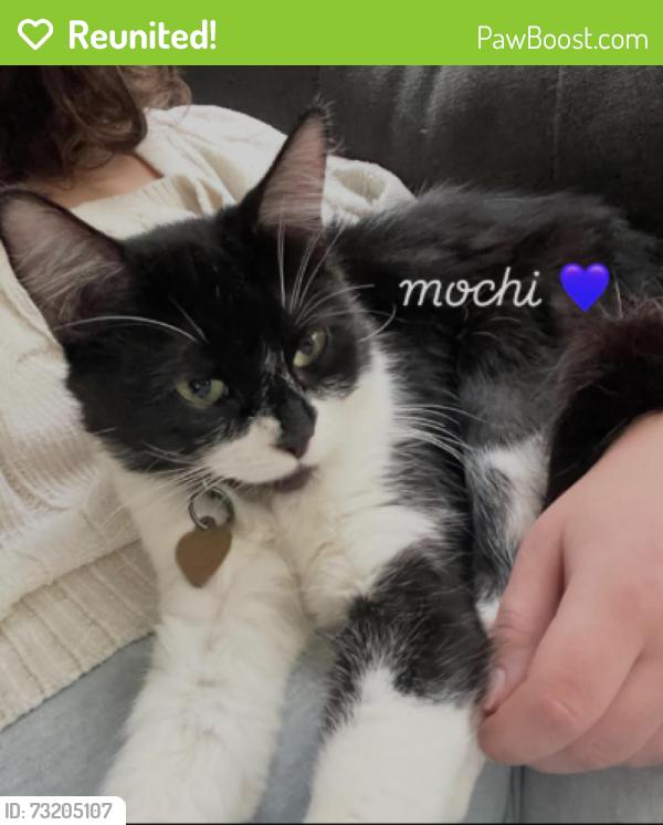 Reunited Female Cat last seen atessa ct, alicante dr, Roseville, CA 95747