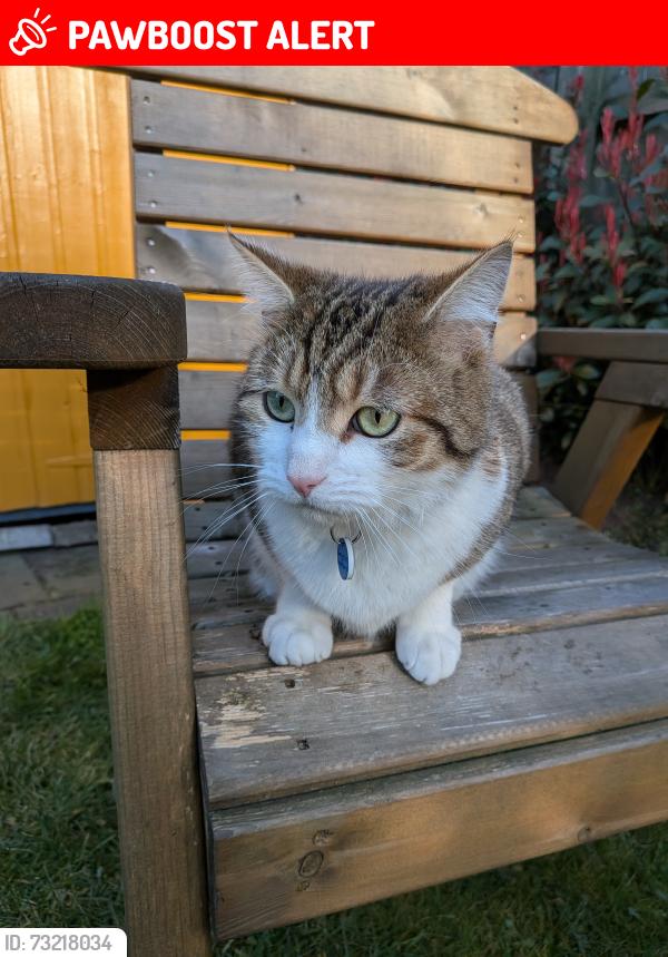 Lost Male Cat last seen Holland Gardens, Belfast, Northern Ireland 