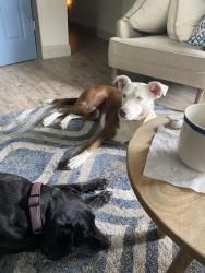 Lost Female Dog last seen Front st, Pismo Beach, CA 93449