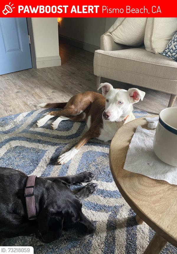 Lost Female Dog last seen Front st, Pismo Beach, CA 93449