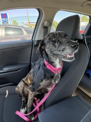 Lost Female Dog last seen Tony’s Mary Tallahassee to, Tallahassee, FL 32310