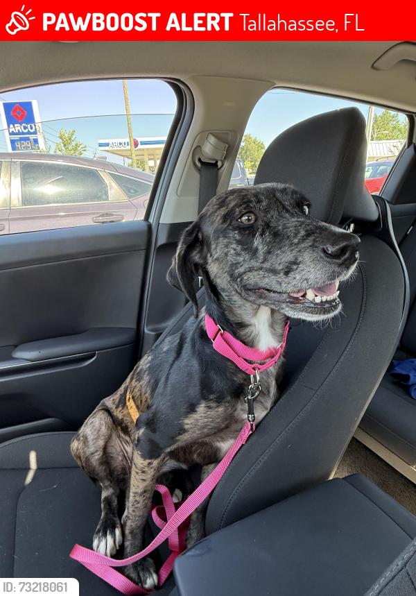Lost Female Dog last seen Tony’s Mary Tallahassee to, Tallahassee, FL 32310