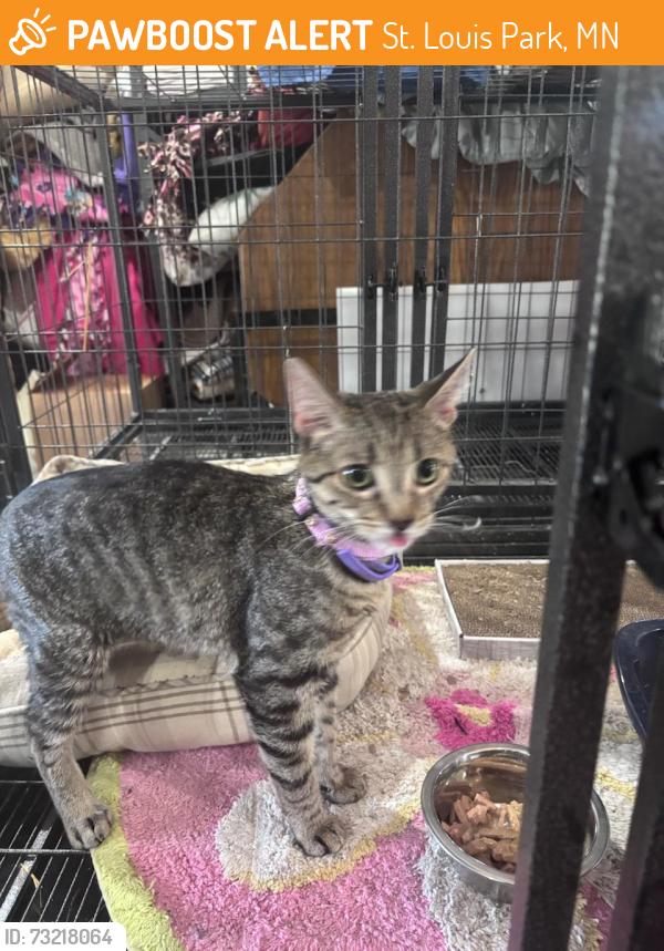 Found/Stray Female Cat last seen NA, St. Louis Park, MN 55426