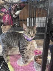 Found/Stray Female Cat last seen NA, St. Louis Park, MN 55426