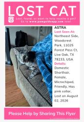 Lost Female Cat last seen Near entrance from Denae Dr, Live Oak, TX 78233