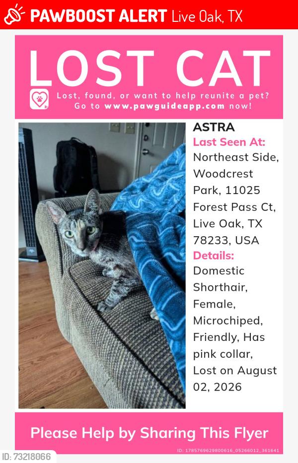 Lost Female Cat last seen Near entrance from Denae Dr, Live Oak, TX 78233