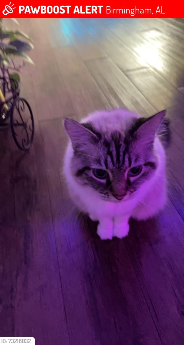 Lost Female Cat last seen Water point lane, Birmingham, AL 35244