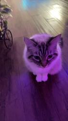 Lost Female Cat last seen Water point lane, Birmingham, AL 35244
