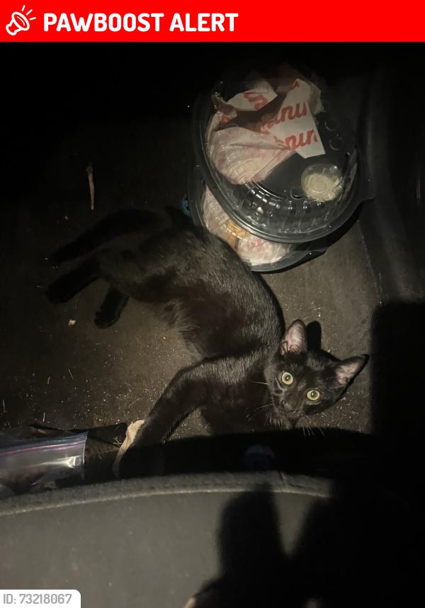 Lost Male Cat last seen bald eagle ave, White Bear Lake, MN 55110