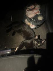 Lost Male Cat last seen bald eagle ave, White Bear Lake, MN 55110