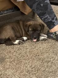 Found/Stray Female Dog last seen Sanger, Waco, TX 76710