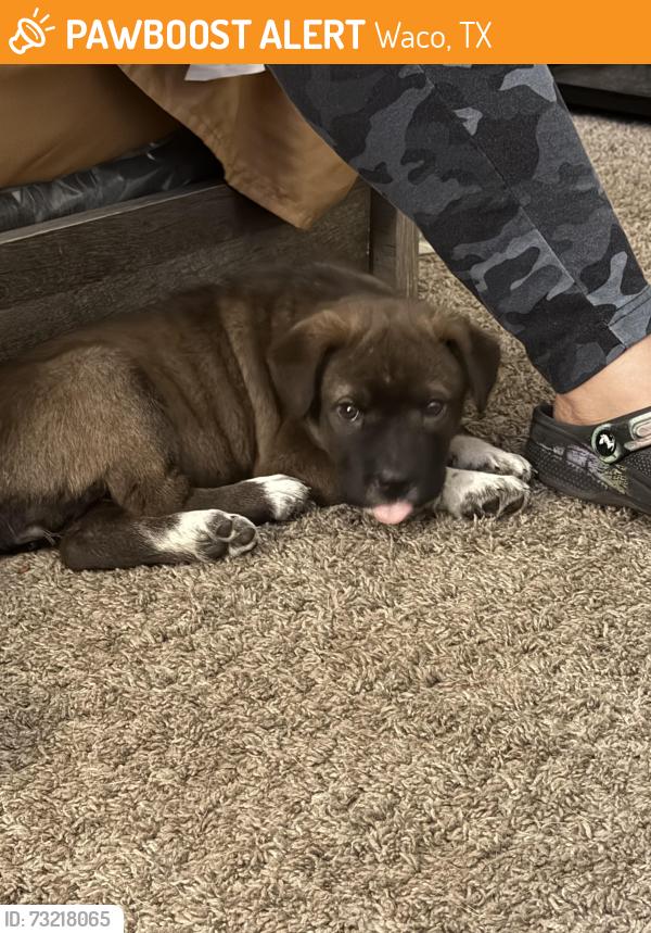 Found/Stray Female Dog last seen Sanger, Waco, TX 76710