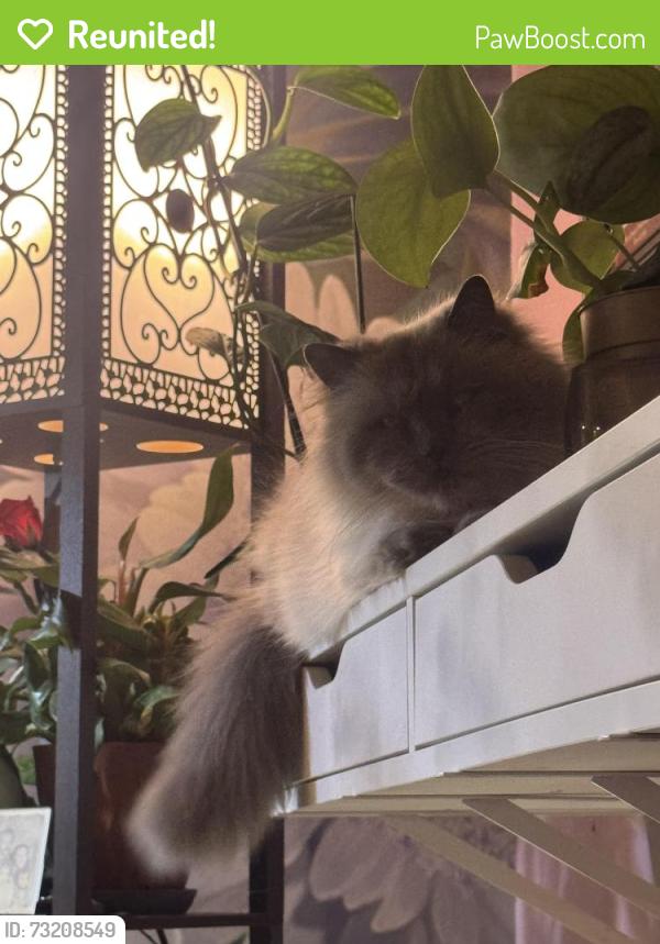Reunited Male Cat last seen Langsford, Lee's Summit, MO 64063