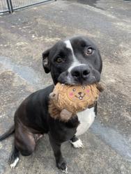 Shelter Stray Female Dog last seen Near Walkarusa, La Mesa, CA, 91942, 5500 Gaines St, San Diego, CA 92110, USA