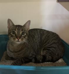 Shelter Stray Male Cat last seen Apt 17,4750 70th Street, La Mesa, CA, 91942, Oceanside, CA 92058, USA