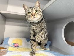 Shelter Stray Male Cat last seen belonged to store located at 405 Central Park West ground floor, NEW YORK, NY, 10025, 326 E 110th St, New York, NY 10029, USA