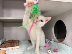 Shelter Stray Female Cat last seen found in building - 1260 Webster Ave, BRONX, NY, 10456, 326 E 110th St, New York, NY 10029, USA